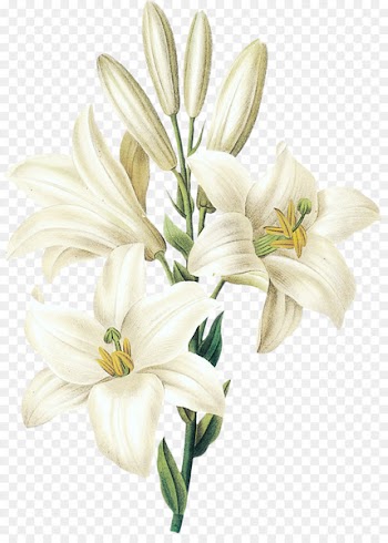 Lilium candidum Printmaking Botany Botanical illustration Illustration - Sesame white lily flower 