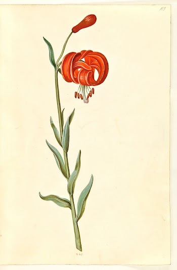 Lilium chalcedonicum (red turban lily) | Free Photo - rawpixel