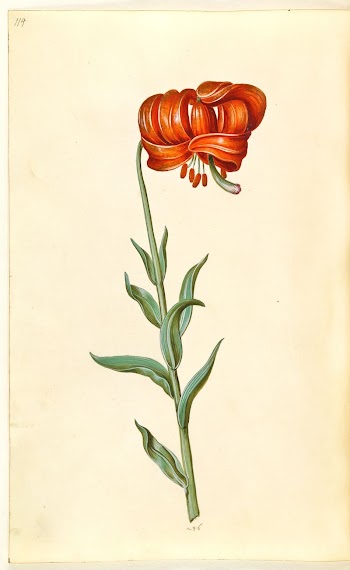 Lilium chalcedonicum (red turban lily) | Free Photo - rawpixel