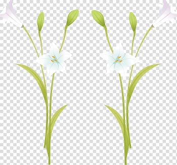 Lilium Euclidean , Lily white lily in full bloom transparent background PNG clipart