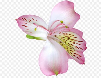 Lilium Flower Clip art - Pink Transparent Lily Flower PNG Clipart 