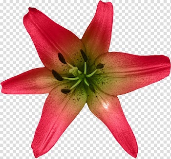 Lilium Flower Watercolor painting, Watercolor flowers and floral design material transparent background PNG clipart
