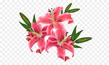Lilium Icon Clip art - Red Lilium PNG Clipart Picture 