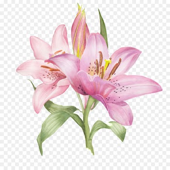 Lilium Photography Illustration - Pink lily 