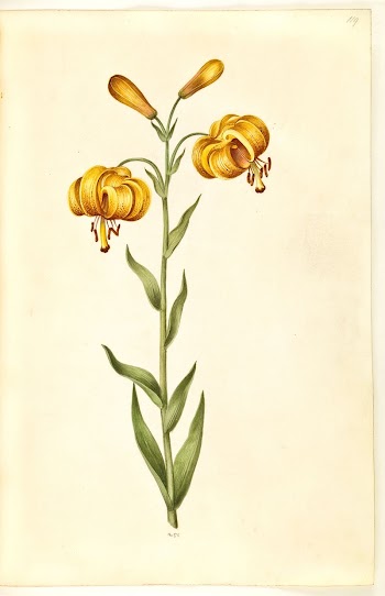 Lilium pyrenaicum (Pyrenean lily) by Maria | Free Photo - rawpixel