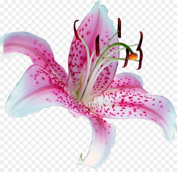 Lilium 'Stargazer' Flower Tiger lily Clip art - water lilies 