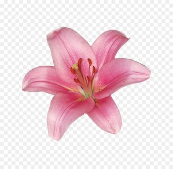 Lilium Stargazer Flower Wedding - Pink lily 