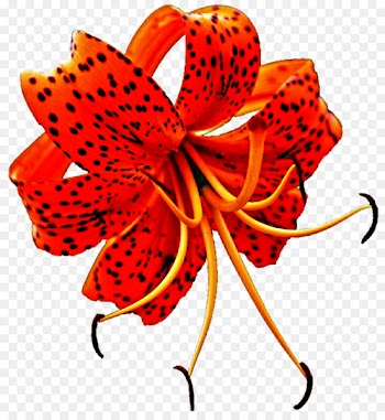 Lilium superbum Tiger lily Flower Clip art - lily 