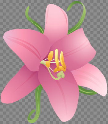 Lilium Transparent