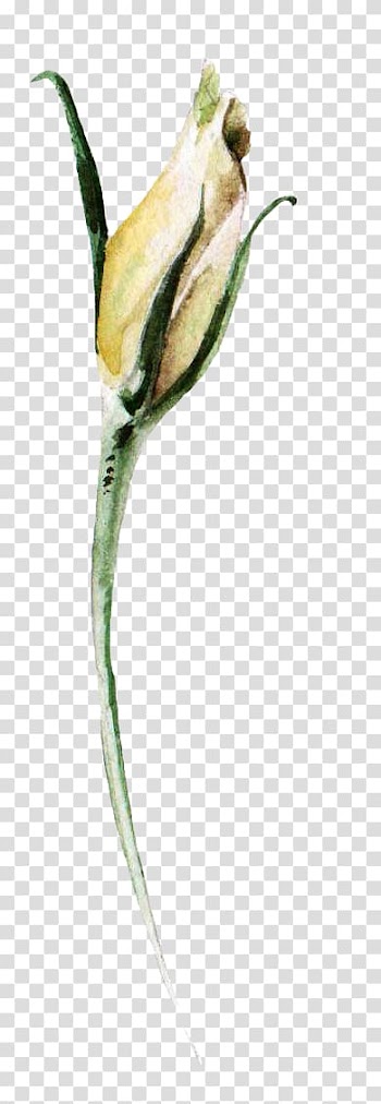 Lilium Watercolor painting, Ink painting lily transparent background PNG clipart