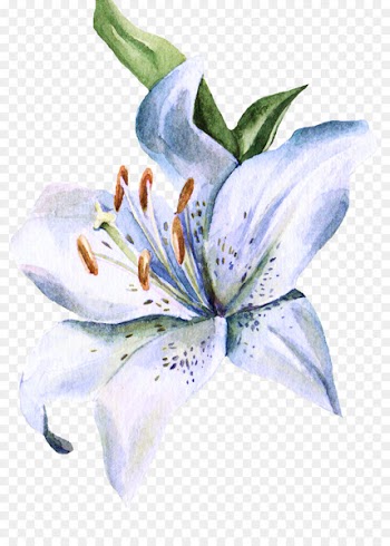 Lilium Watercolor painting Watercolour Flowers Ink wash painting - Small hand-painted lily 