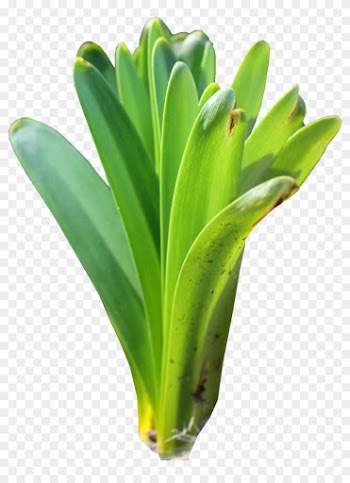 Lilly Leaves Png By Thy Darkest Hour - Tulip Leaf Png