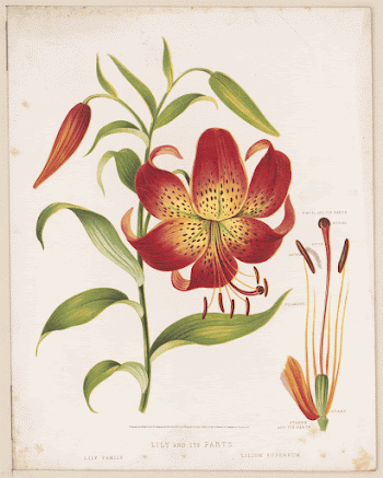 Lily and its parts (1872) | Free Photo - rawpixel