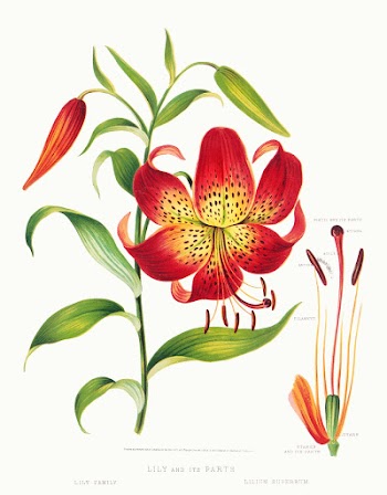 Lily and its parts (1872) in high resolution by L. Prang & Co. Original from The Library of Congress. Digitally enhanced by rawpixel.