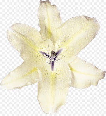 Lily Clam Photography Flower Oyster - lily 
