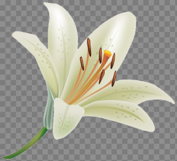 Lily Clipart