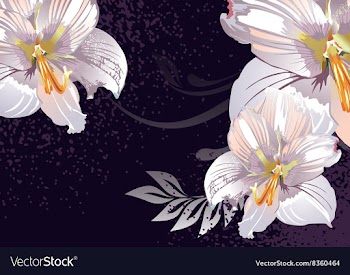 Lily Design vector image