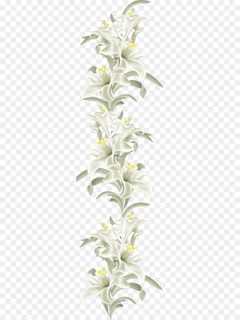 Lily, Flower, Cut Flowers, Flowering Plant, White PNG