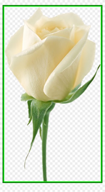 Lily Flower Lily Flower No Background Astonishing White - White Rose Drawing Transparent Background