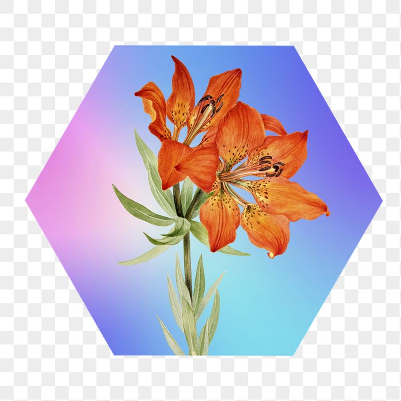 Lily flower png on gradient | Free PNG - rawpixel