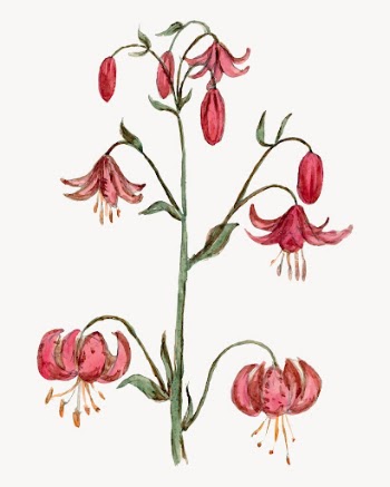 Lily illustration, aesthetic floral illustration | Free Vector - rawpixel