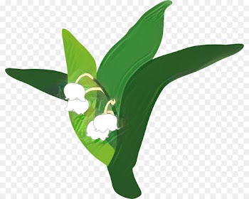 Lily, Lily Of The Valley, Drawing, Green, Leaf PNG