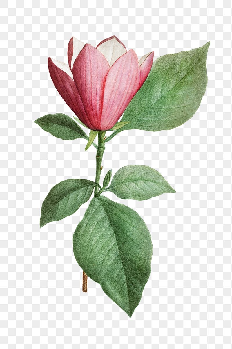 Lily magnolia png flower sticker | Free PNG - rawpixel