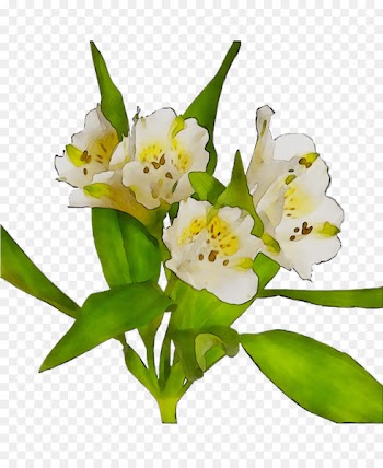 Lily of the Incas Cut flowers Flower bouquet Plant stem -  