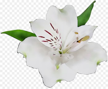 Lily of the Incas Cut flowers Lily M -  