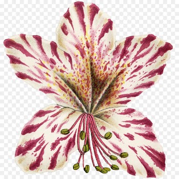 Lily of the Incas Cut flowers Magenta Family M Invest d.o.o. - azalea button 