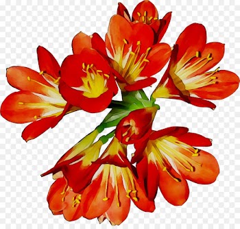 Lily of the Incas Cut flowers Orange lily Herbaceous plant -  