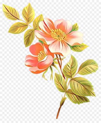 Lily Of The Incas, Cut Flowers, Petal, Flower, Plant PNG