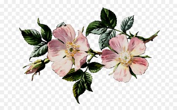 Lily of the Incas Cut flowers Rose Pink M -  