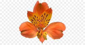 Lily of the Incas Ecuamia Flowers Corp Cut flowers Petal - firenze silhouette 
