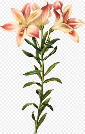Lily of the Incas Printmaking Artist Botanical illustration - lily 