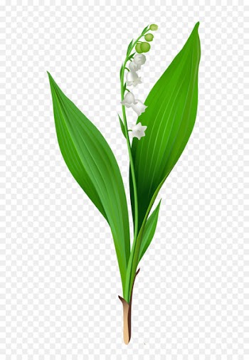 Lily of the valley Arum-lily Flower Clip art - Spring Lily of the Valley PNG Clipart 