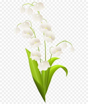 Lily of the valley Drawing Flower Illustration - Lily of the Valley PNG Clipart 