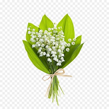 Lily of the valley Flower bouquet Stock photography Clip art - White flower bouquet 