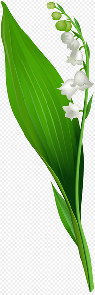 Lily of the valley Flower Crocus vernus Clip art - lily of the valley 