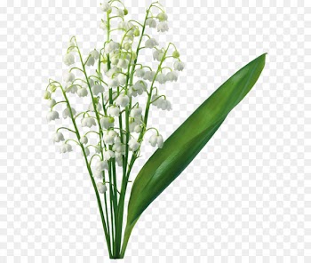 Lily of the valley Flower Lilium Clip art - Transparent Lily Of The Valley 