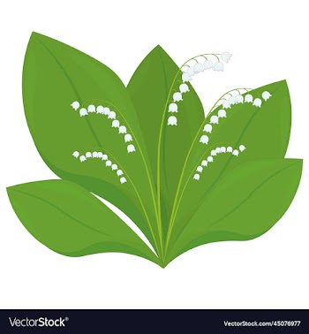 lily of the valley isolated plant with flowers