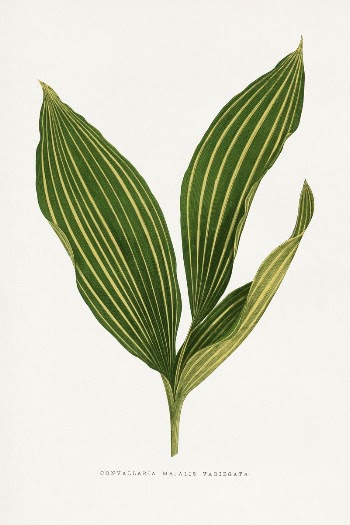 Lily of the valley leaf | Free Photo Illustration - rawpixel