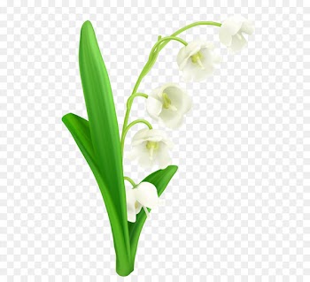 Lily of the valley Lilium Flower Clip art - Lily Of The Valley PNG Clipart 