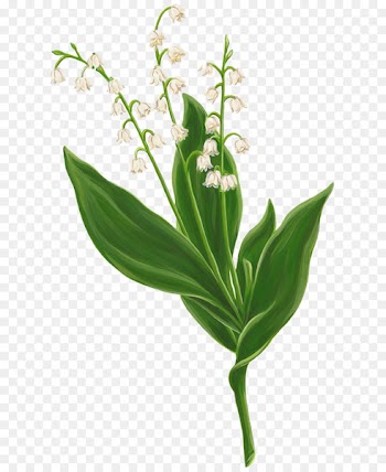 Lily of the valley Portable Network Graphics Clip art Image Drawing - lily of the valley 