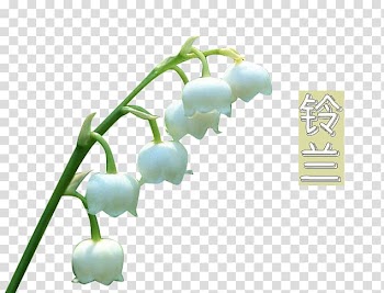 Lily of the valley , White lily of the valley transparent background PNG clipart