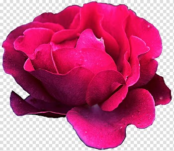 Lily Pad Rose transparent background PNG clipart