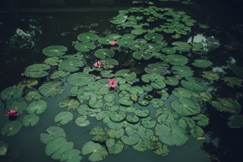 Lily Pads