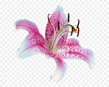 Lily 'Stargazer' Tiger lily Flower Clip art - flower 