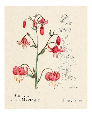 Lily vintage art print, remixed | Free Photo - rawpixel