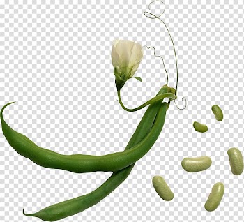 Lima bean Vegetable Green bean Herb, black beans transparent background PNG clipart